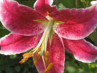 009.webp