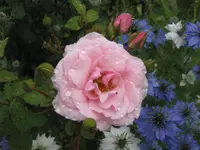 011.webp
