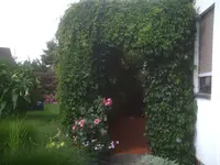 Wilder Wein.webp