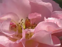 009.webp