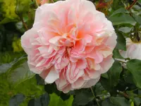 garten4 003.webp