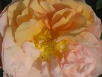 013.webp