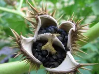 Blume3.webp