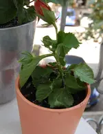 hibiscus.webp