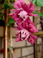 clematis vit. purp. plena elegans.webp