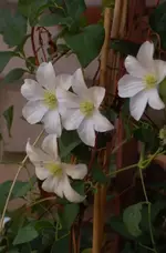 clematis vit. Huldine.webp