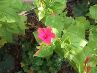 DSCF9030.webp