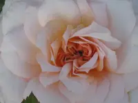 027.webp