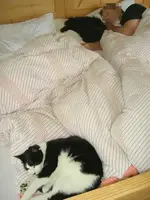 Katzen im Bett.webp