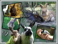 collage-murmelchen.webp