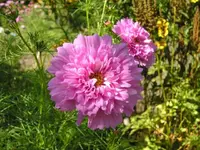 Cosmea.webp