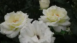 garten 2009 005.webp