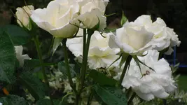 garten 2009 006.webp