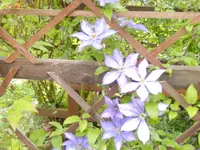 045.webp