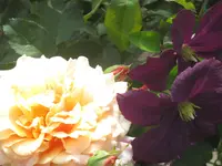 034.webp