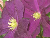 030.webp