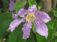 009.webp