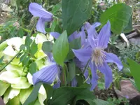 044.webp