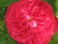 040.webp
