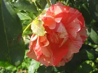 034.webp