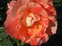 035.webp