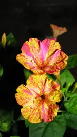 013.webp