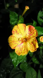 014.webp
