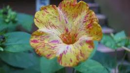 020.webp
