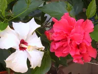 SA500412.webp