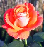 SA500394.webp
