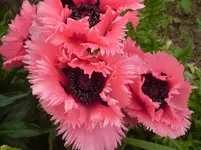 DSC00279.webp