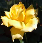 SA500431.webp