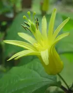 P. citrina 1.webp