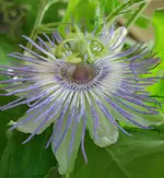 P. Nova Odessa.webp