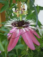 P. xviolacea.webp