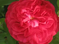 039.webp