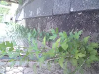 DSC00178.webp