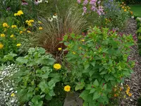 Wunderblume1.webp