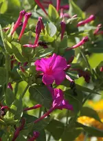 Wunderblume2.webp