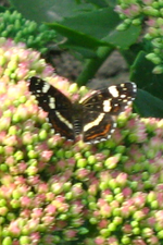 IMG_2550.webp