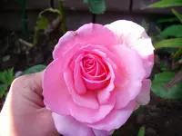 Rose rosa.webp