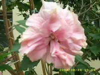 JD500003.webp
