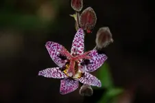 DSC_2779.webp