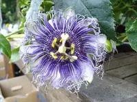 IMGP2123.webp