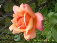 JD500226.webp