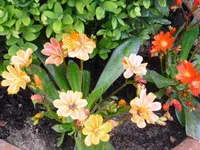 30.05.09 Garten 002.webp