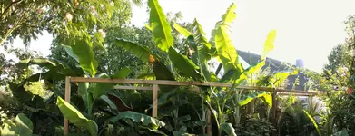 Bananen - Kopie.webp