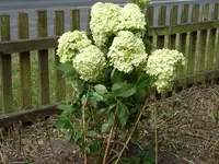 Blumen 048.webp