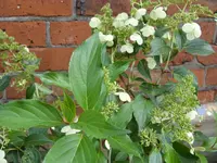 Blumen 047.webp