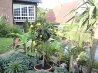 DSC00374.webp
